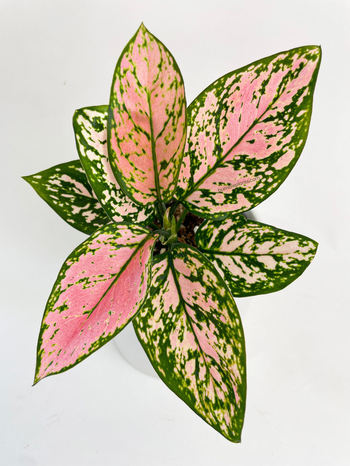 Aglaonema Cherry Anyanmanee 'Lady Valentine' - Bumble Plants