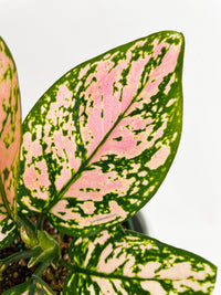 Aglaonema Cherry Anyanmanee 'Lady Valentine' - Bumble Plants