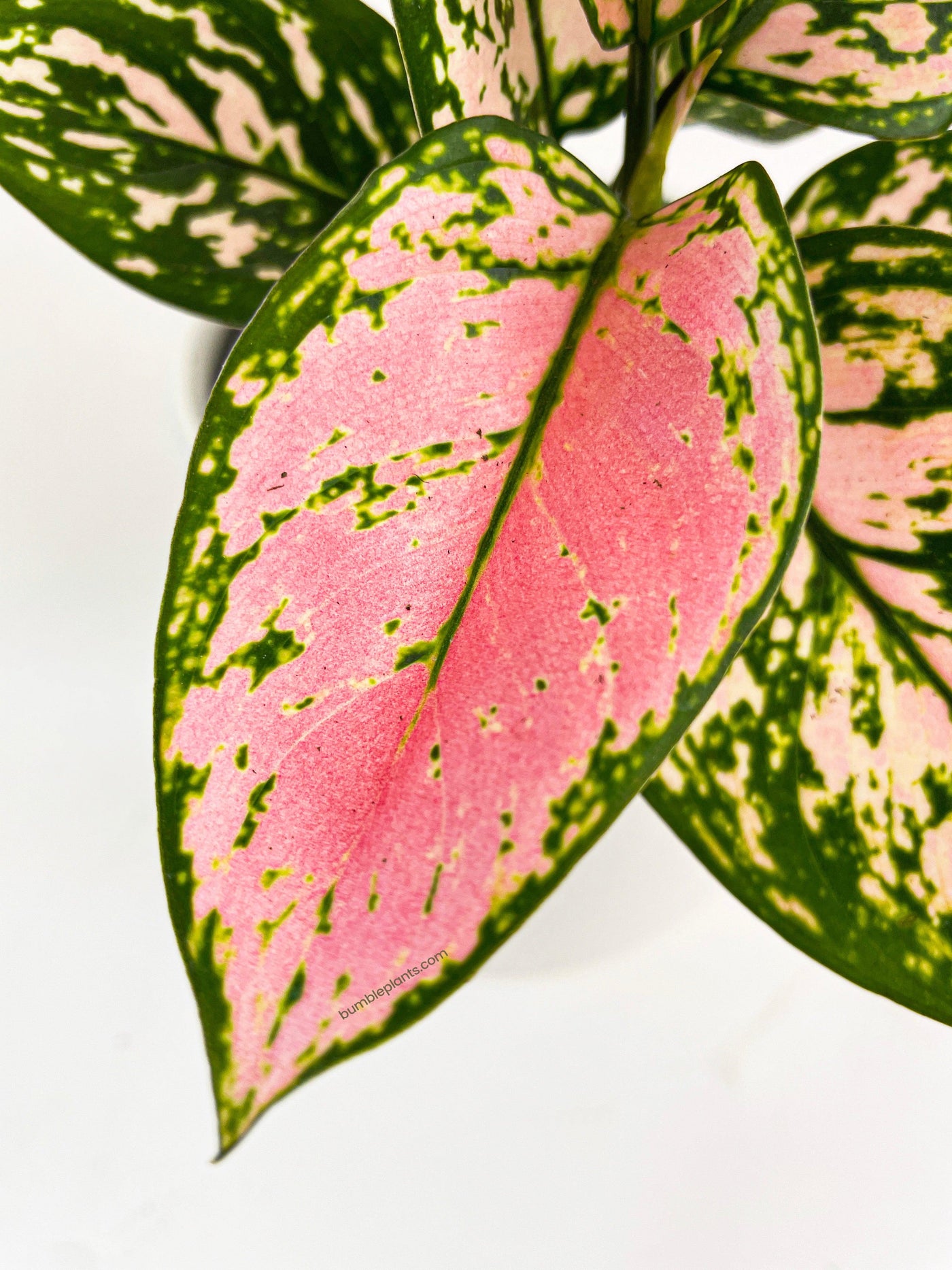 Aglaonema Cherry Anyanmanee 'Lady Valentine' - Bumble Plants