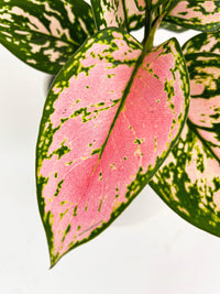 Aglaonema Cherry Anyanmanee 'Lady Valentine' - Bumble Plants