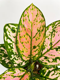 Aglaonema Cherry Anyanmanee 'Lady Valentine' - Bumble Plants