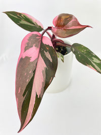 Philodendron Pink Princess - Bumble Plants