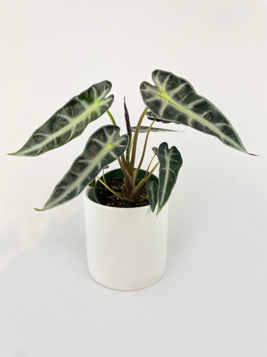 Alocasia Bambino Arrow Plant - Bumble Plants