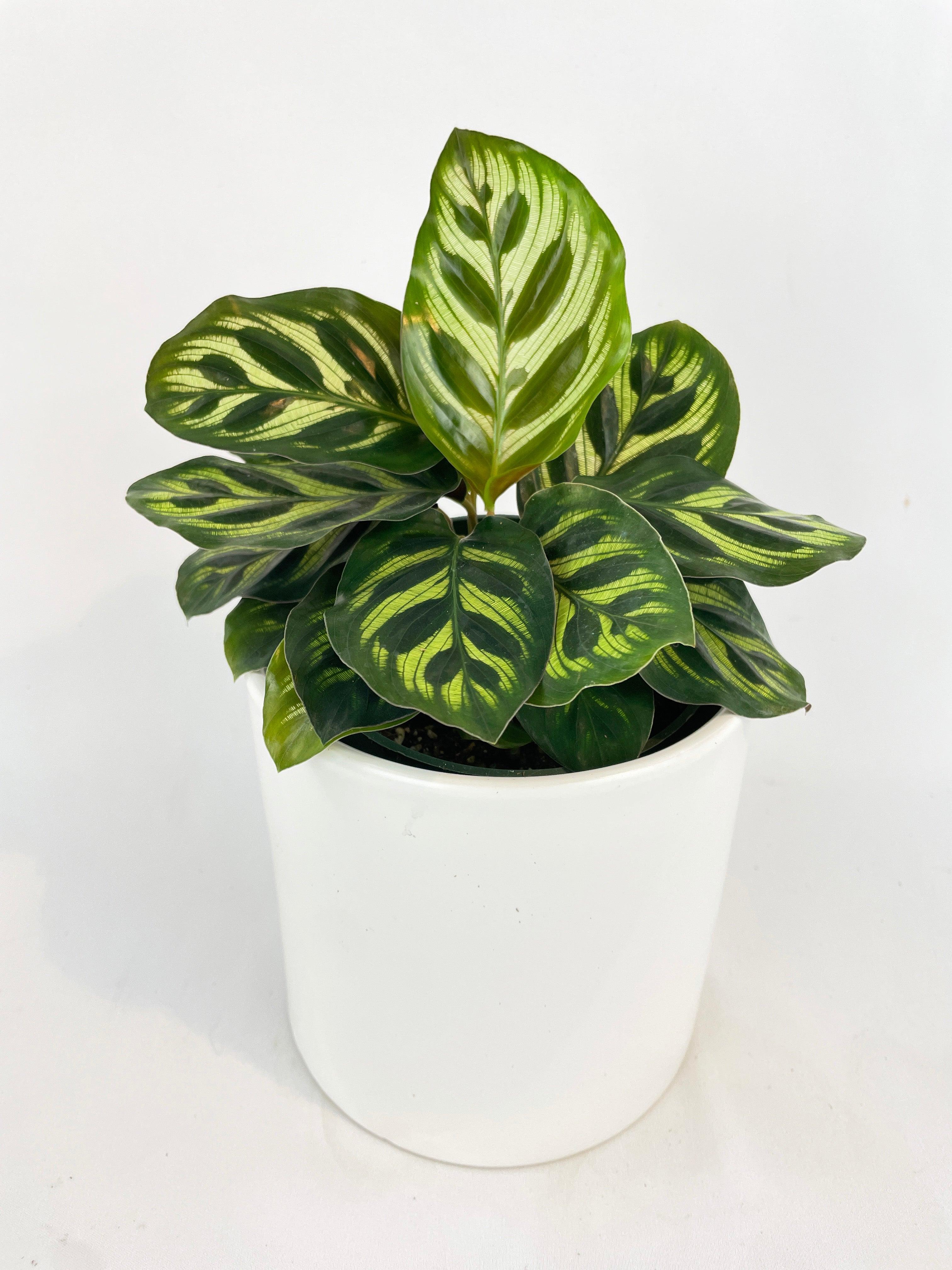 Calathea Peacock Makoyana - Bumble Plants