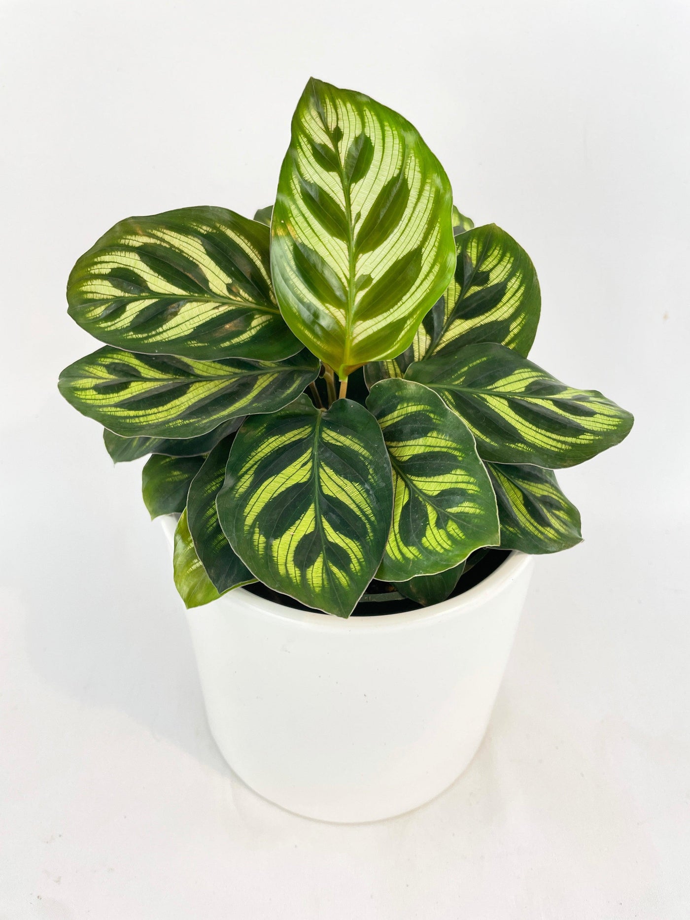 Calathea Peacock Makoyana - Bumble Plants