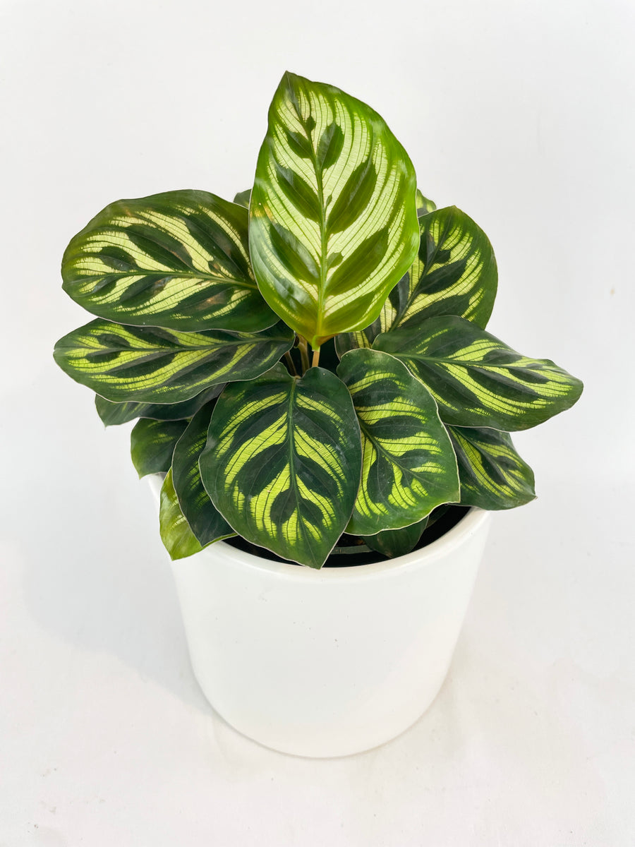 Calathea Peacock Makoyana – Bumble Plants