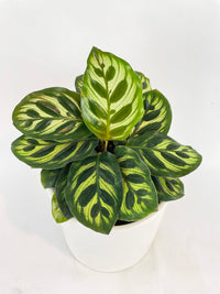 Calathea Peacock Makoyana - Bumble Plants