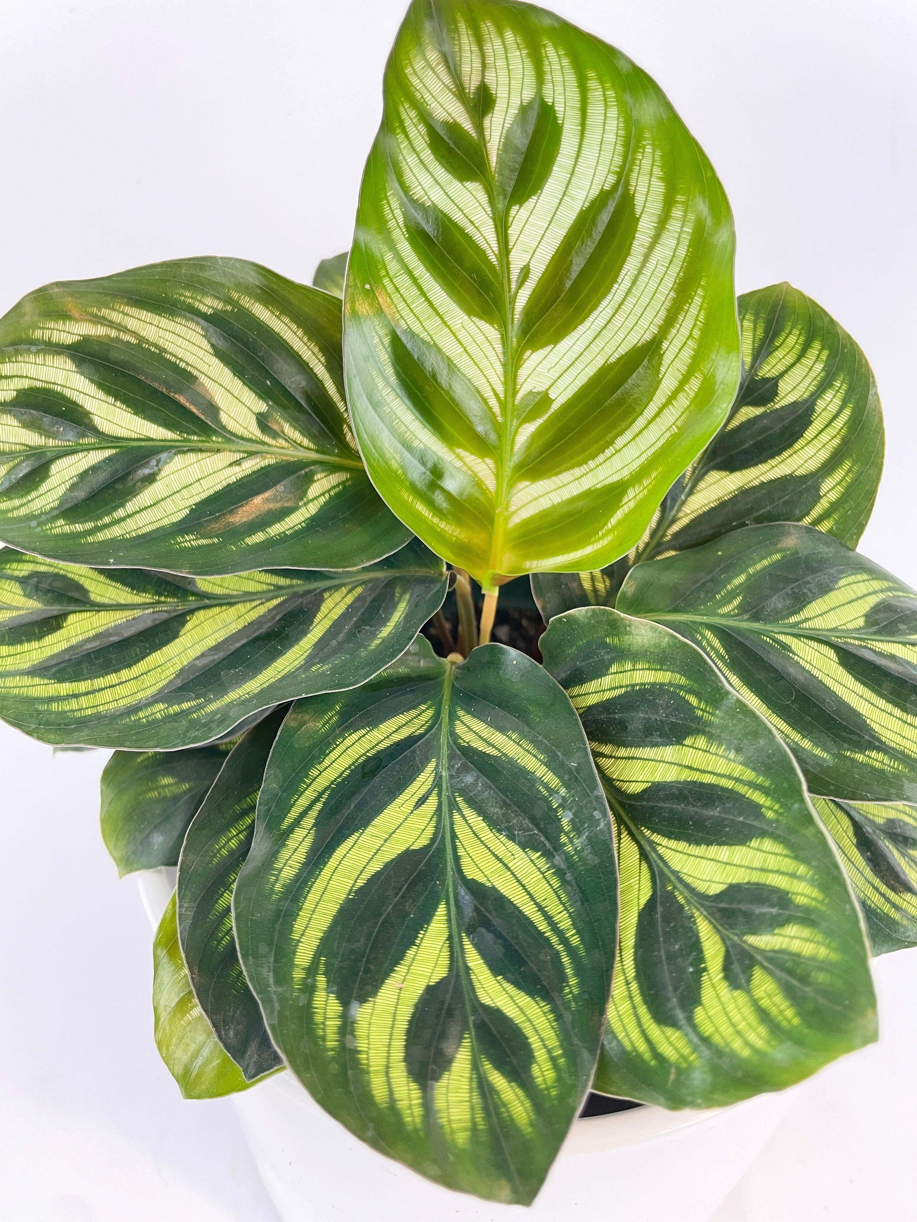 Calathea Peacock Makoyana - Bumble Plants