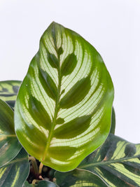 Calathea Peacock Makoyana - Bumble Plants