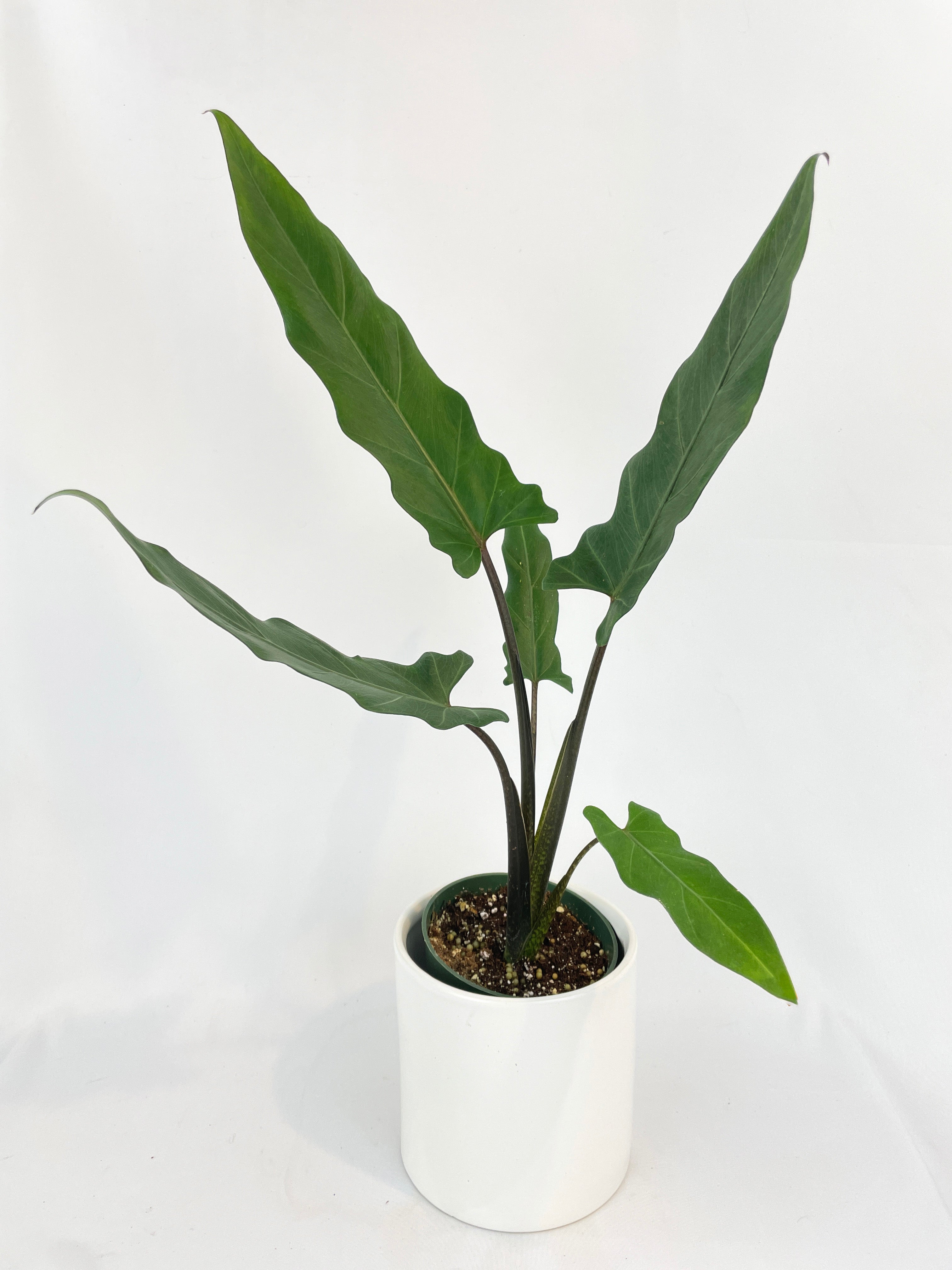 Alocasia Lauterbachiana Purple Sword - Bumble Plants