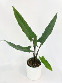 Alocasia Lauterbachiana Purple Sword - Bumble Plants