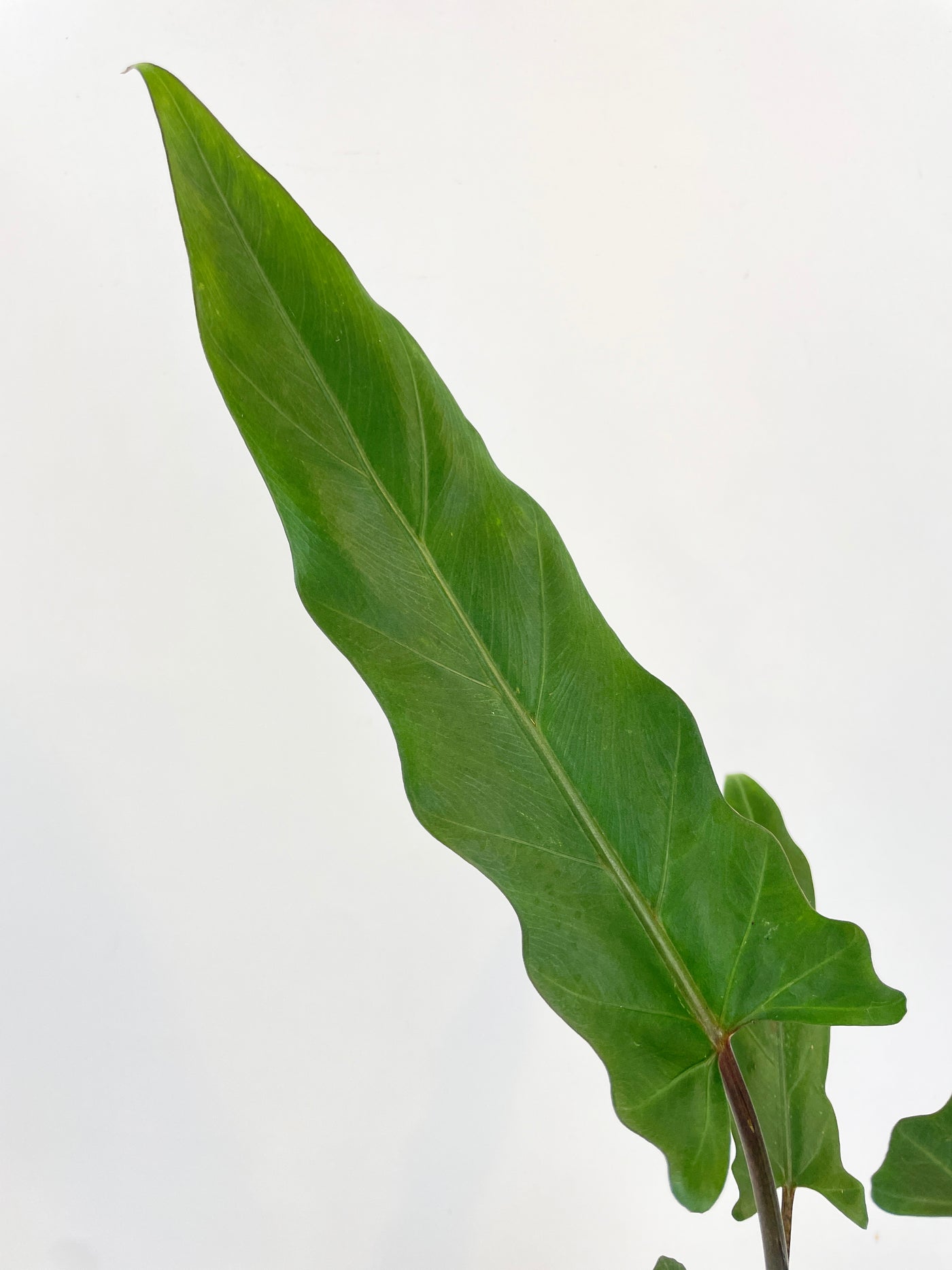 Alocasia Lauterbachiana Purple Sword - Bumble Plants