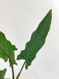 Alocasia Lauterbachiana Purple Sword - Bumble Plants