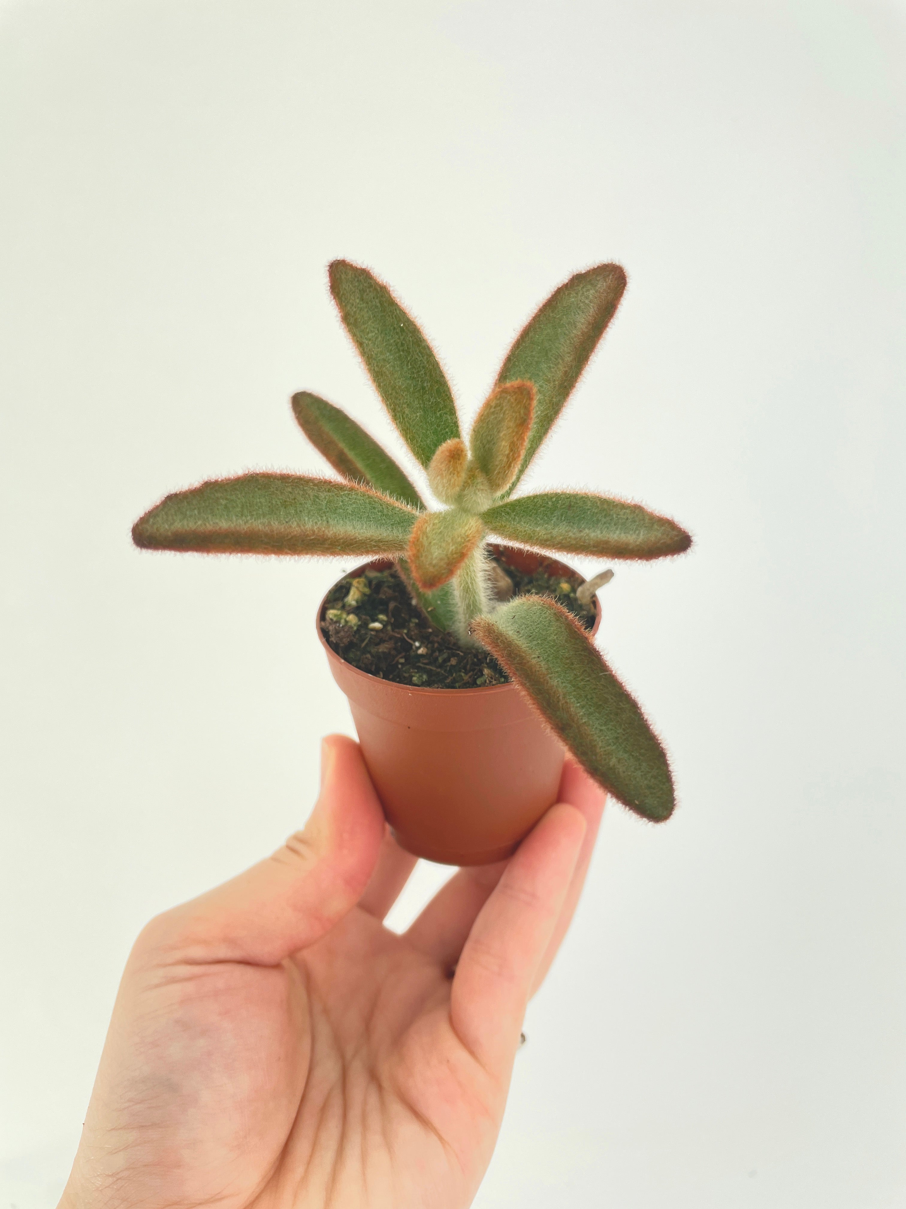 Kalanchoe Tomentosa 'Chocolate Soldier' - Bumble Plants