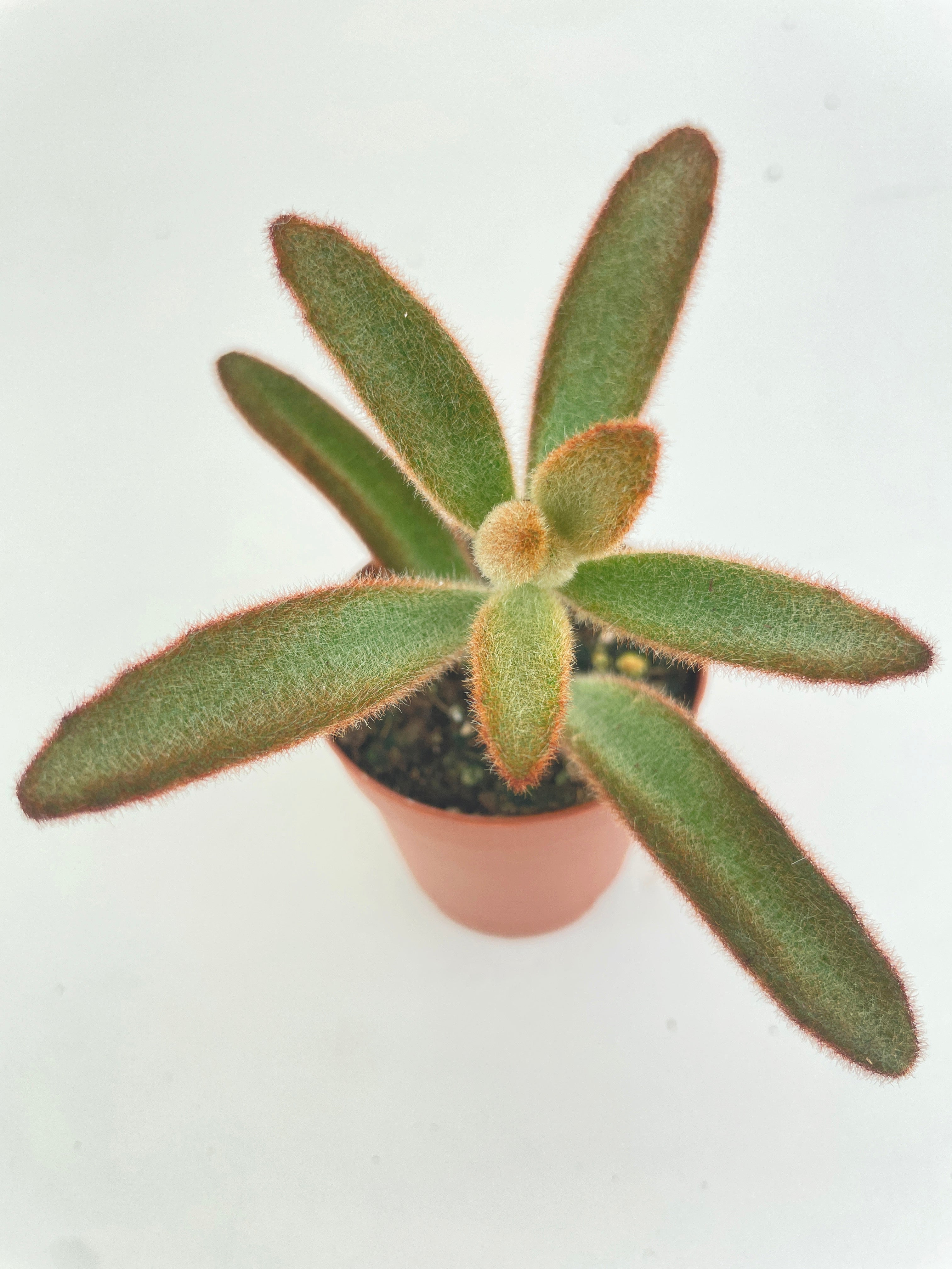 Kalanchoe Tomentosa 'Chocolate Soldier' - Bumble Plants