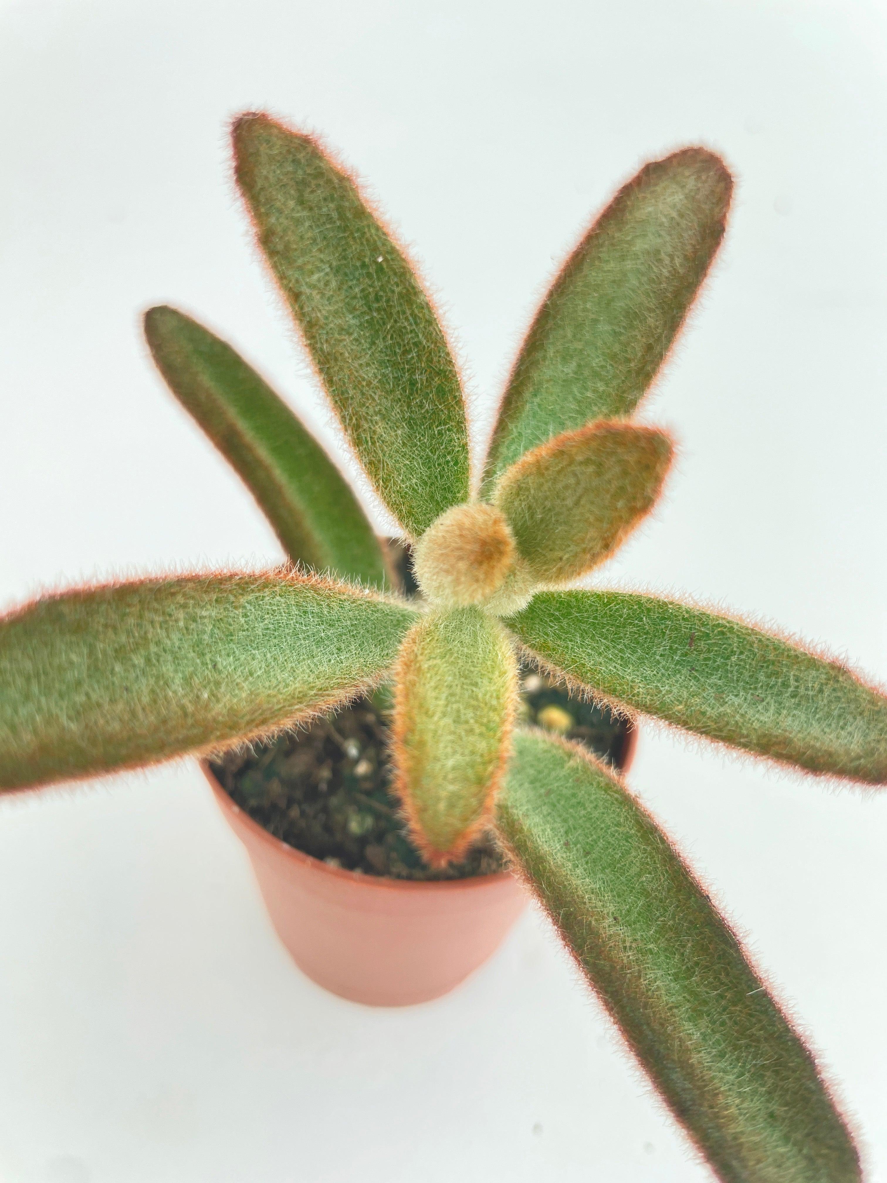 Kalanchoe Tomentosa 'Chocolate Soldier' - Bumble Plants