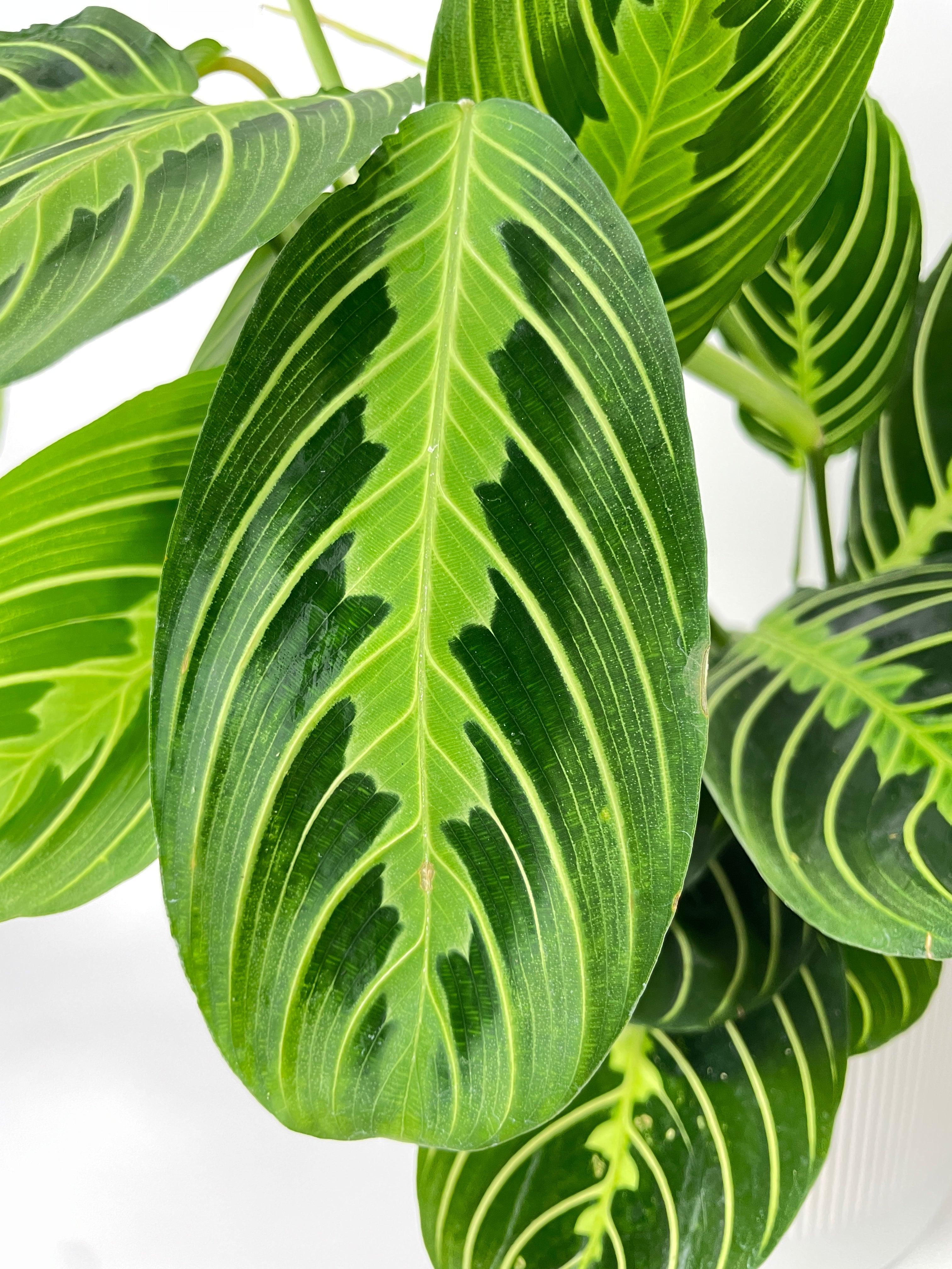 Lemon Lime Maranta Prayer Plant - Bumble Plants