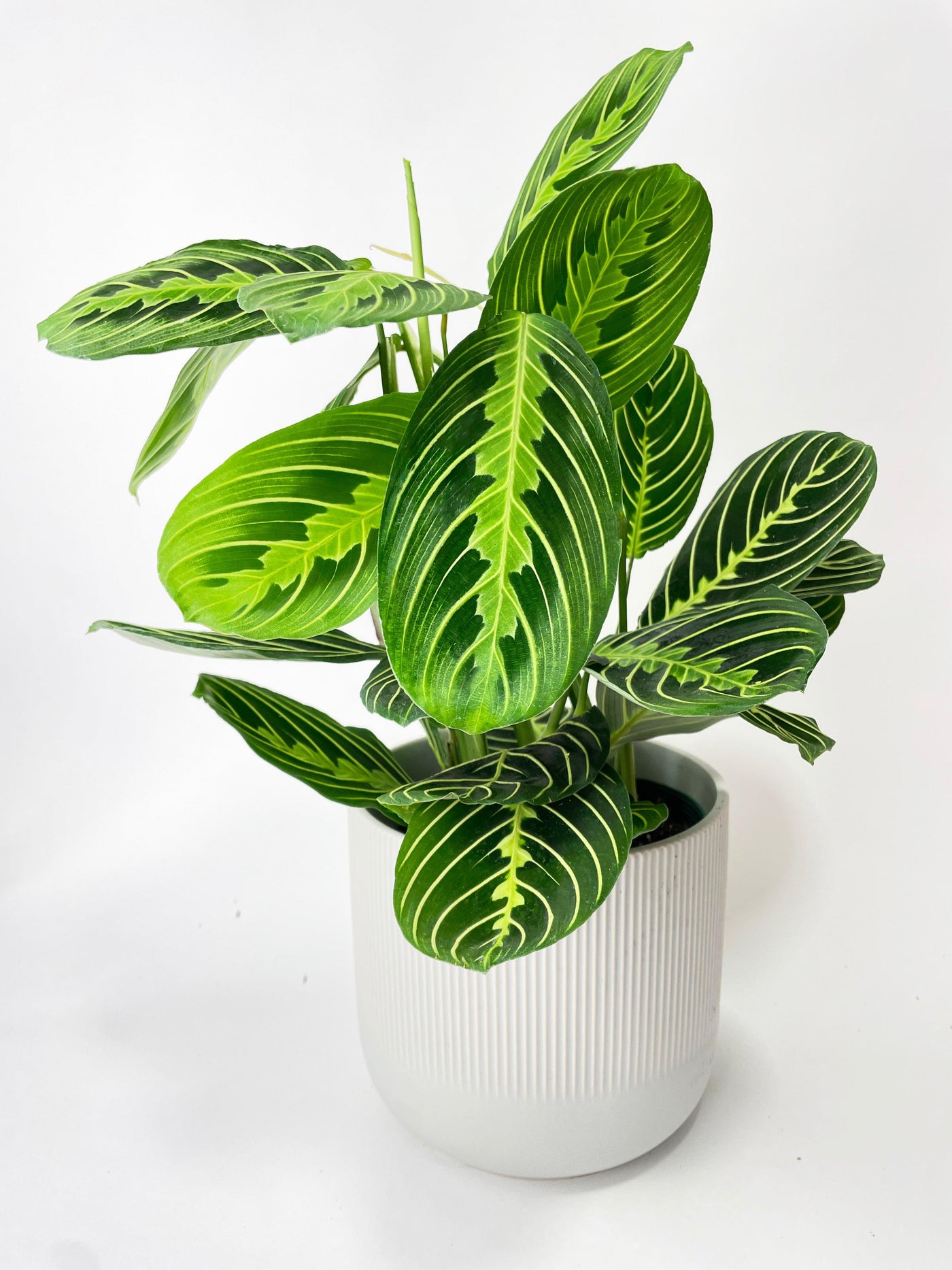 Lemon Lime Maranta Prayer Plant - Bumble Plants