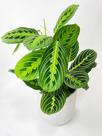 Lemon Lime Maranta Prayer Plant - Bumble Plants