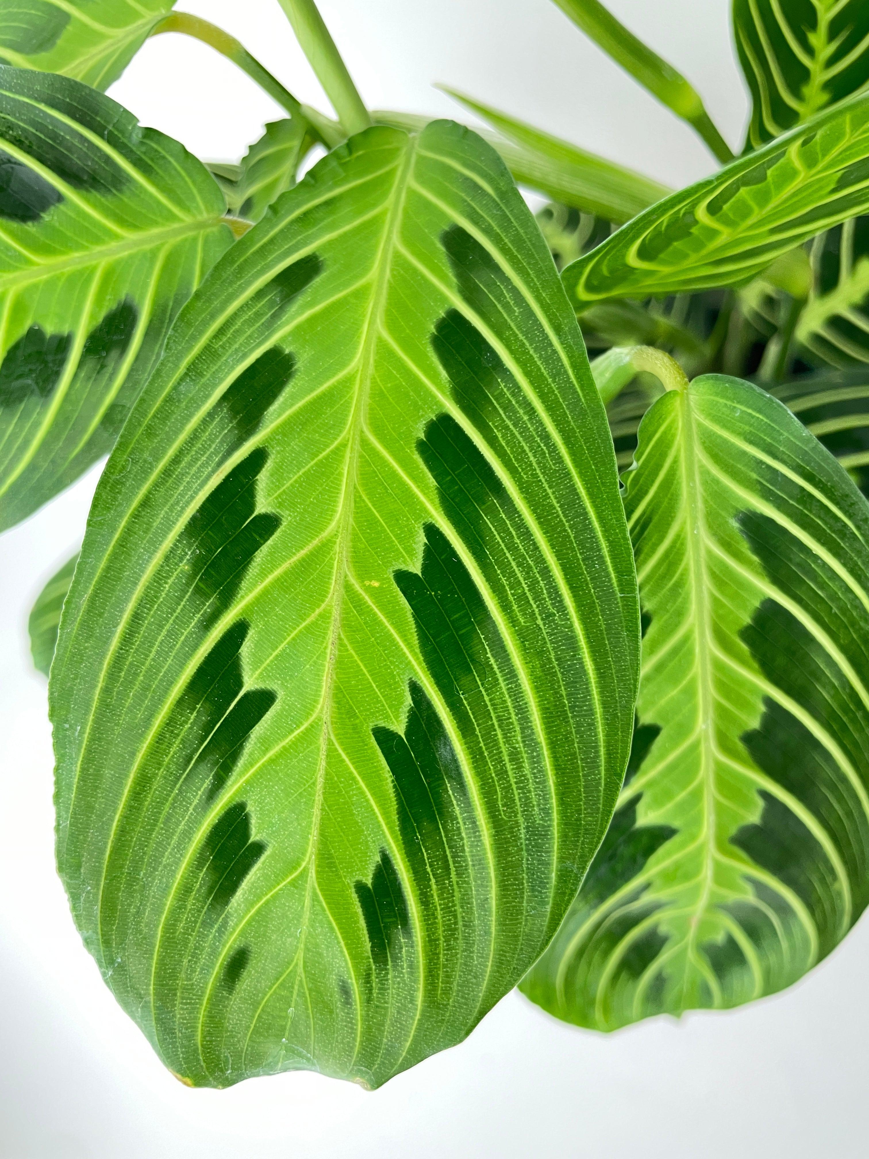 Lemon Lime Maranta Prayer Plant - Bumble Plants