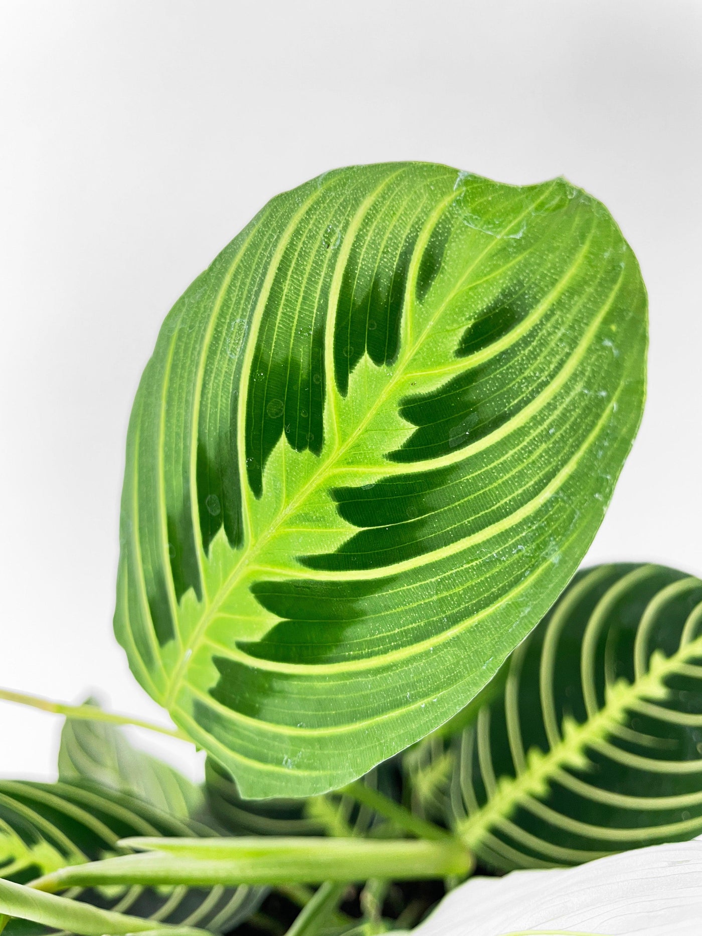 Lemon Lime Maranta Prayer Plant - Bumble Plants