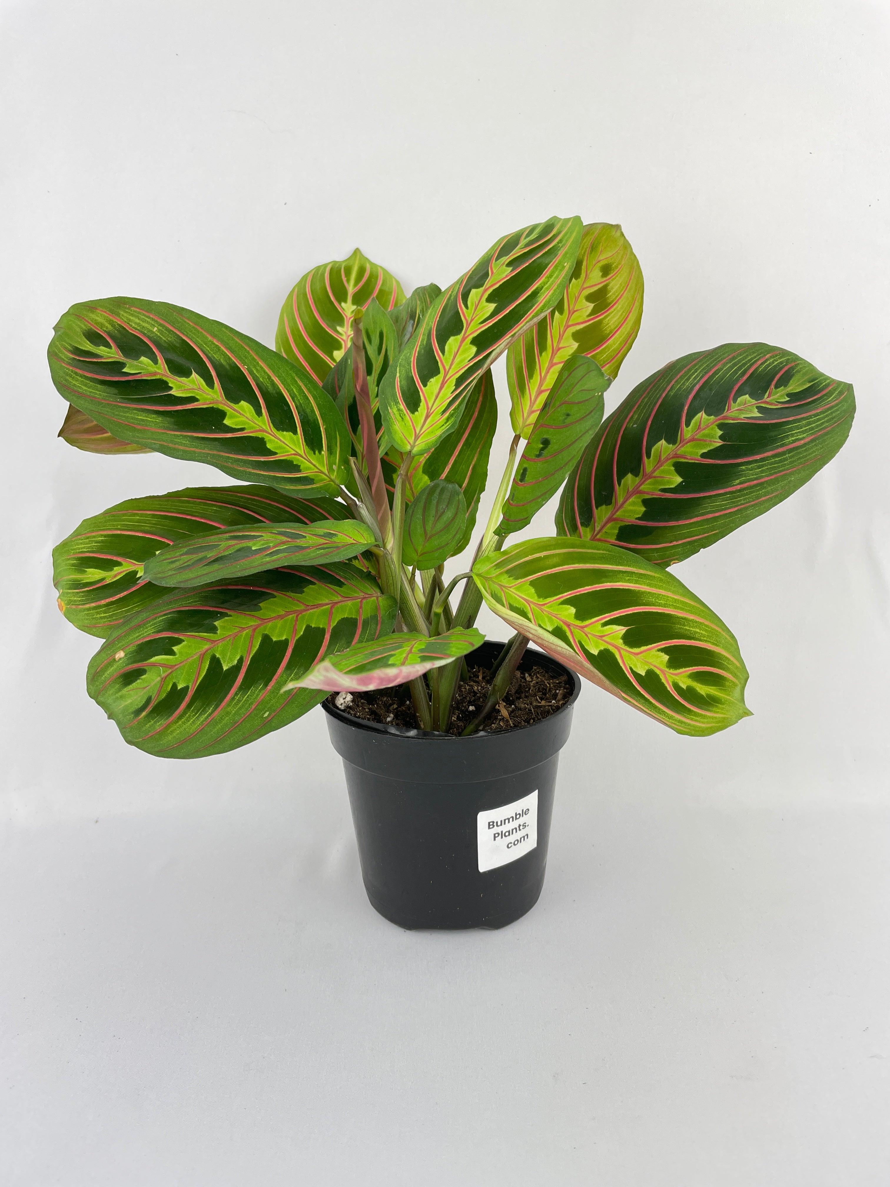 Red Maranta Prayer Plant - Bumble Plants