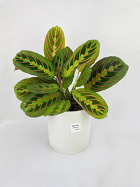 Red Maranta Prayer Plant - Bumble Plants