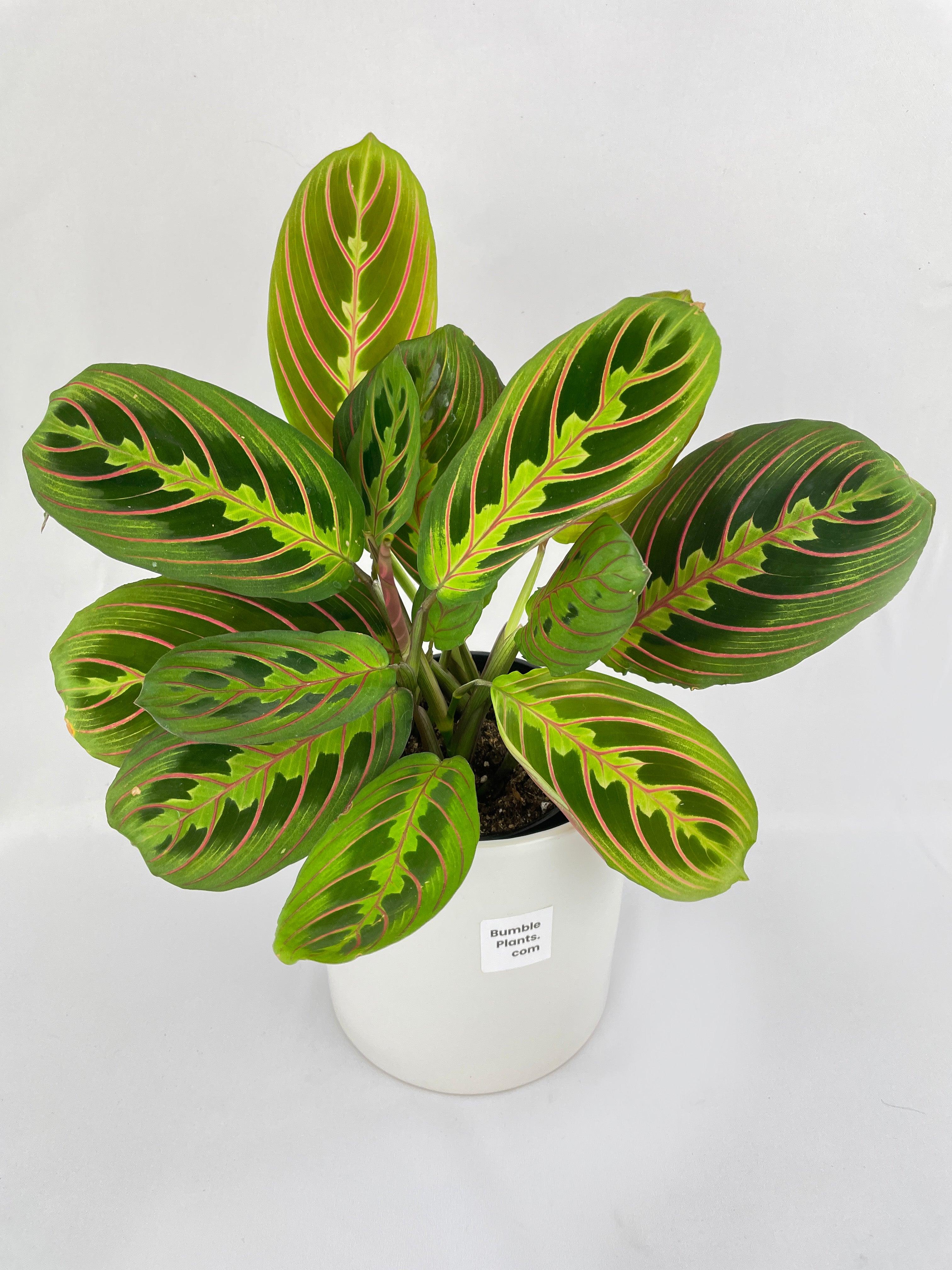 Red Maranta Prayer Plant - Bumble Plants