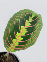 Red Maranta Prayer Plant - Bumble Plants