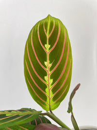 Red Maranta Prayer Plant - Bumble Plants