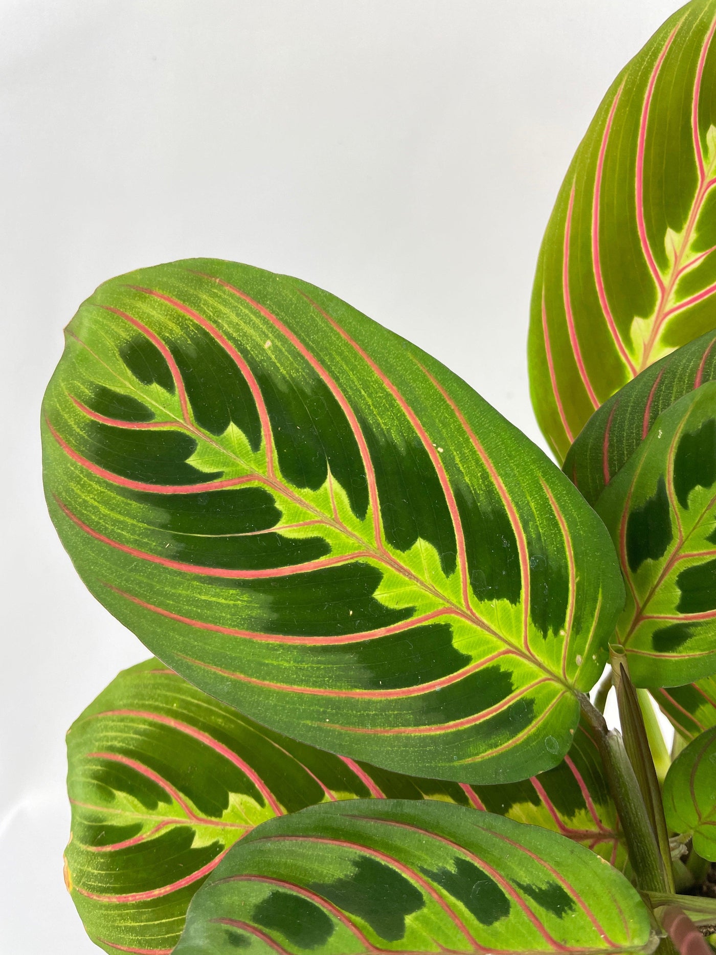 Red Maranta Prayer Plant - Bumble Plants