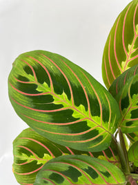 Red Maranta Prayer Plant - Bumble Plants