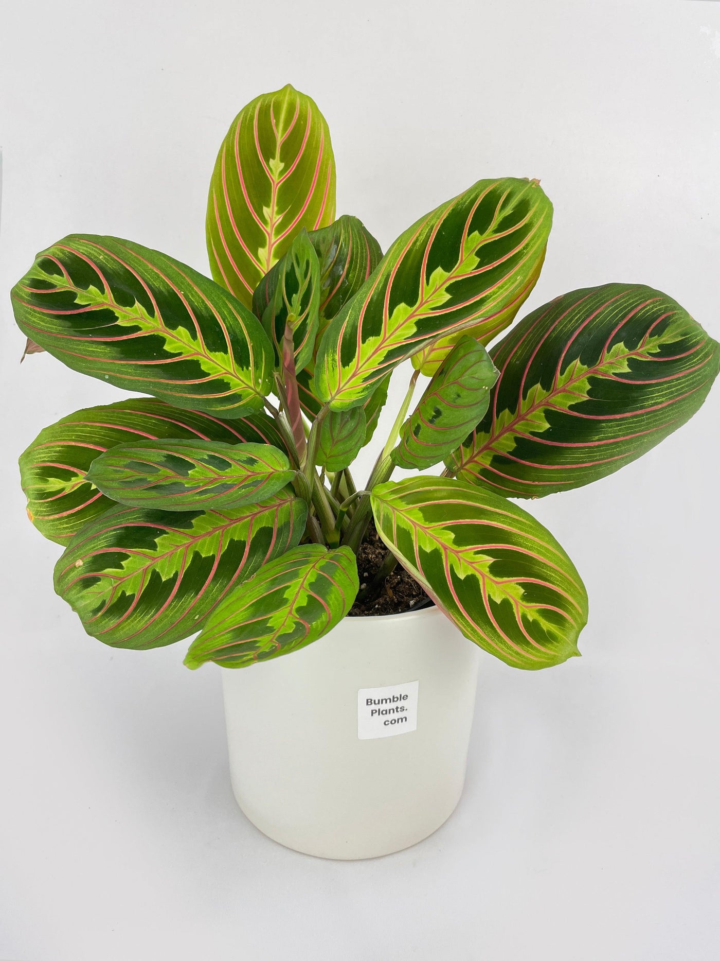 Red Maranta Prayer Plant - Bumble Plants