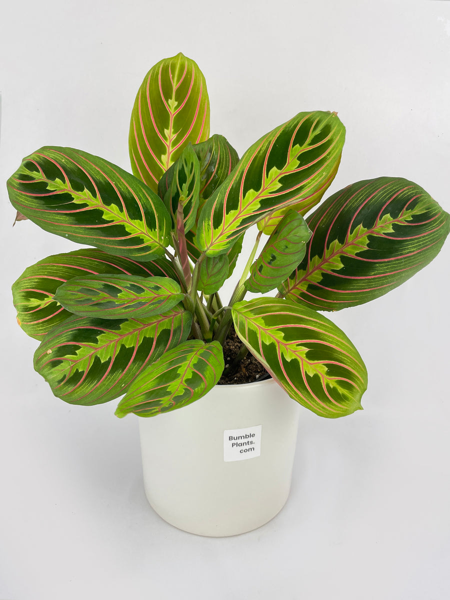 Red Maranta Prayer Plant - Bumble Plants