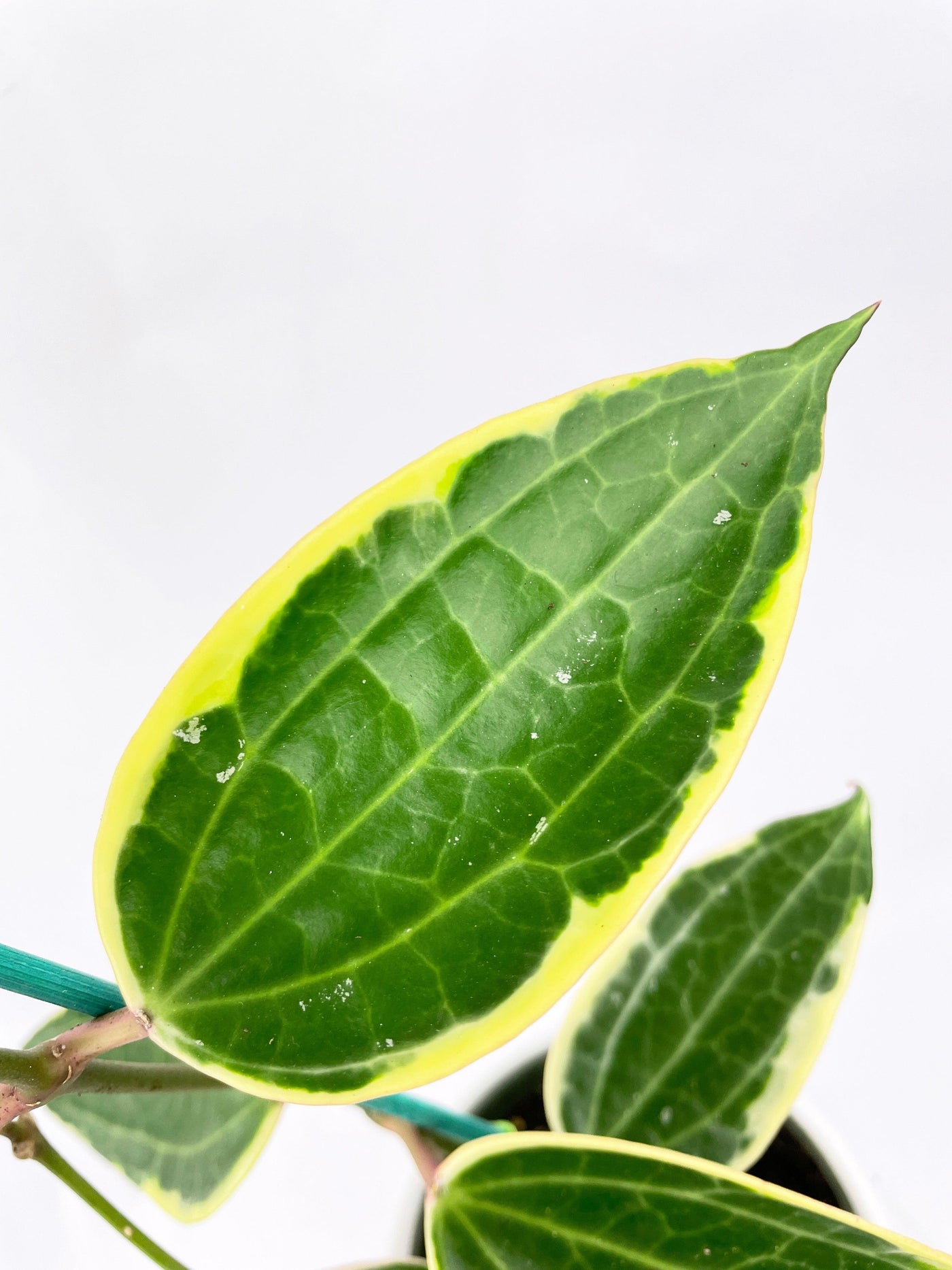 Variegated Hoya Macrophylla Albo - Bumble Plants