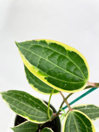 Variegated Hoya Macrophylla Albo - Bumble Plants