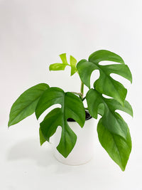 Rhaphidophora Tetrasperma Mini Monstera 'Ginny' - Bumble Plants