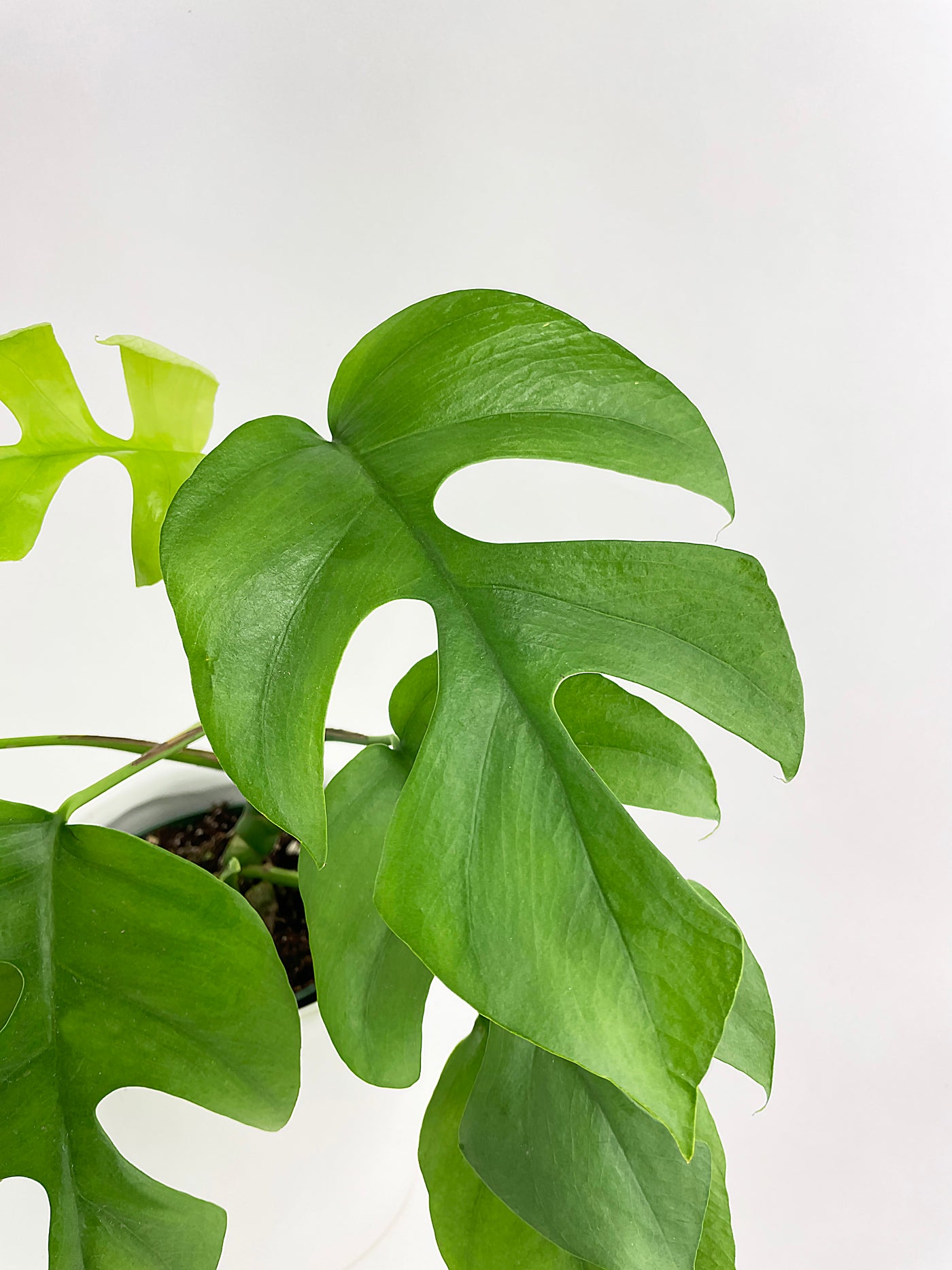 Rhaphidophora Tetrasperma Mini Monstera 'Ginny' - Bumble Plants