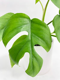 Rhaphidophora Tetrasperma Mini Monstera 'Ginny' - Bumble Plants