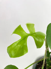 Rhaphidophora Tetrasperma Mini Monstera 'Ginny' - Bumble Plants