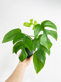 Rhaphidophora Tetrasperma Mini Monstera 'Ginny' - Bumble Plants