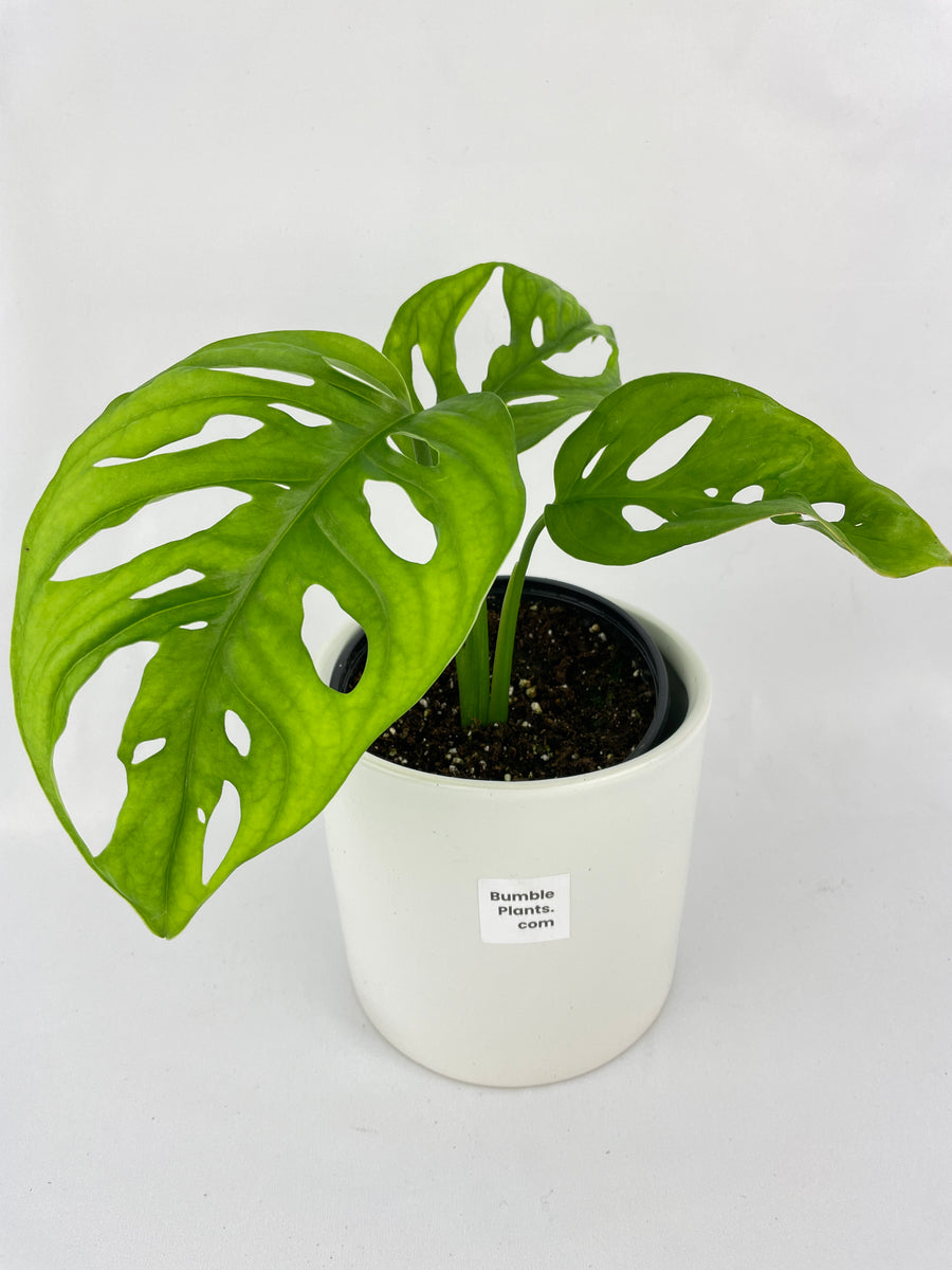 Monstera Adansonii Wide Leaf Form - Bumble Plants