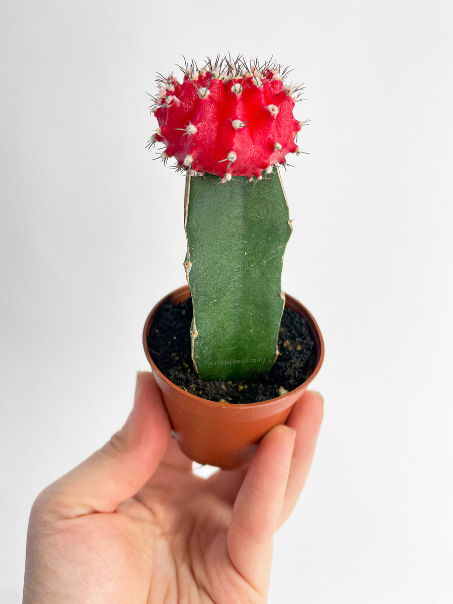 Moon Cactus Grafted 'Gymnocalicium Mihanovichii' - Bumble Plants