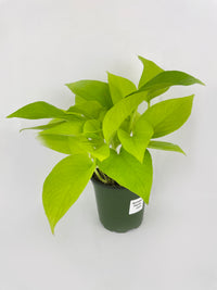 Neon Lemon Lime Pothos - Bumble Plants