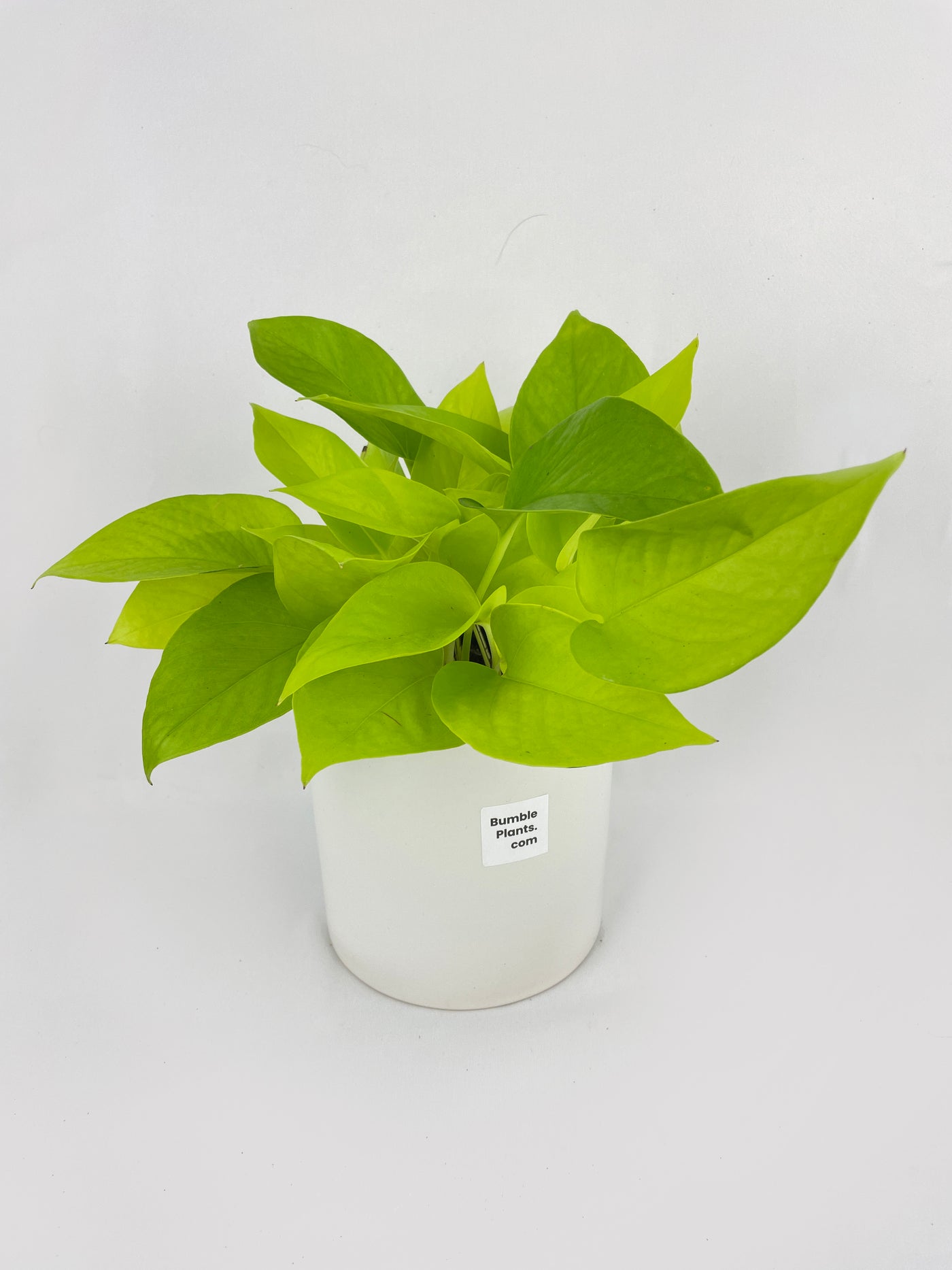 Neon Lemon Lime Pothos - Bumble Plants