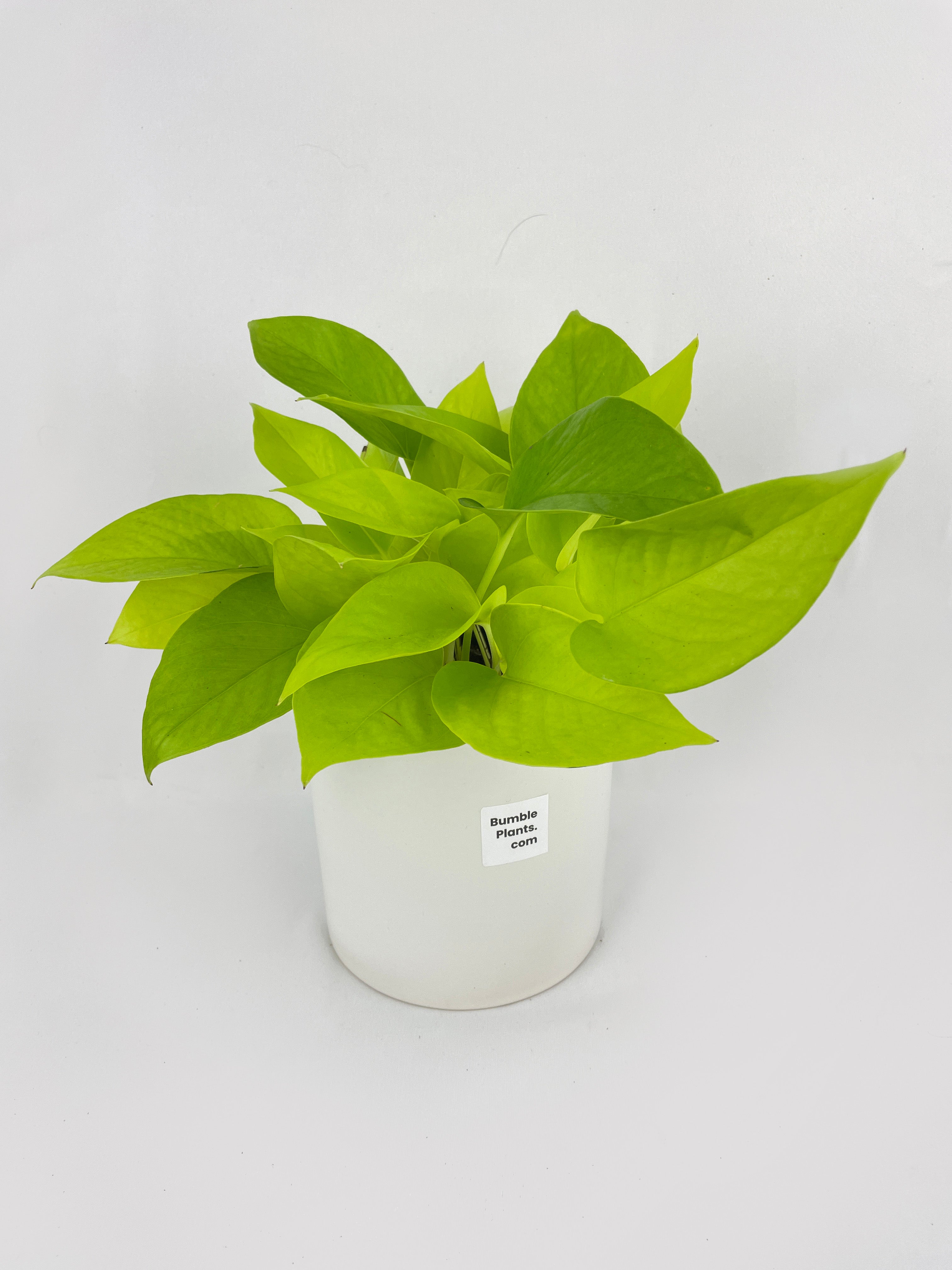 Neon Lemon Lime Pothos - Bumble Plants