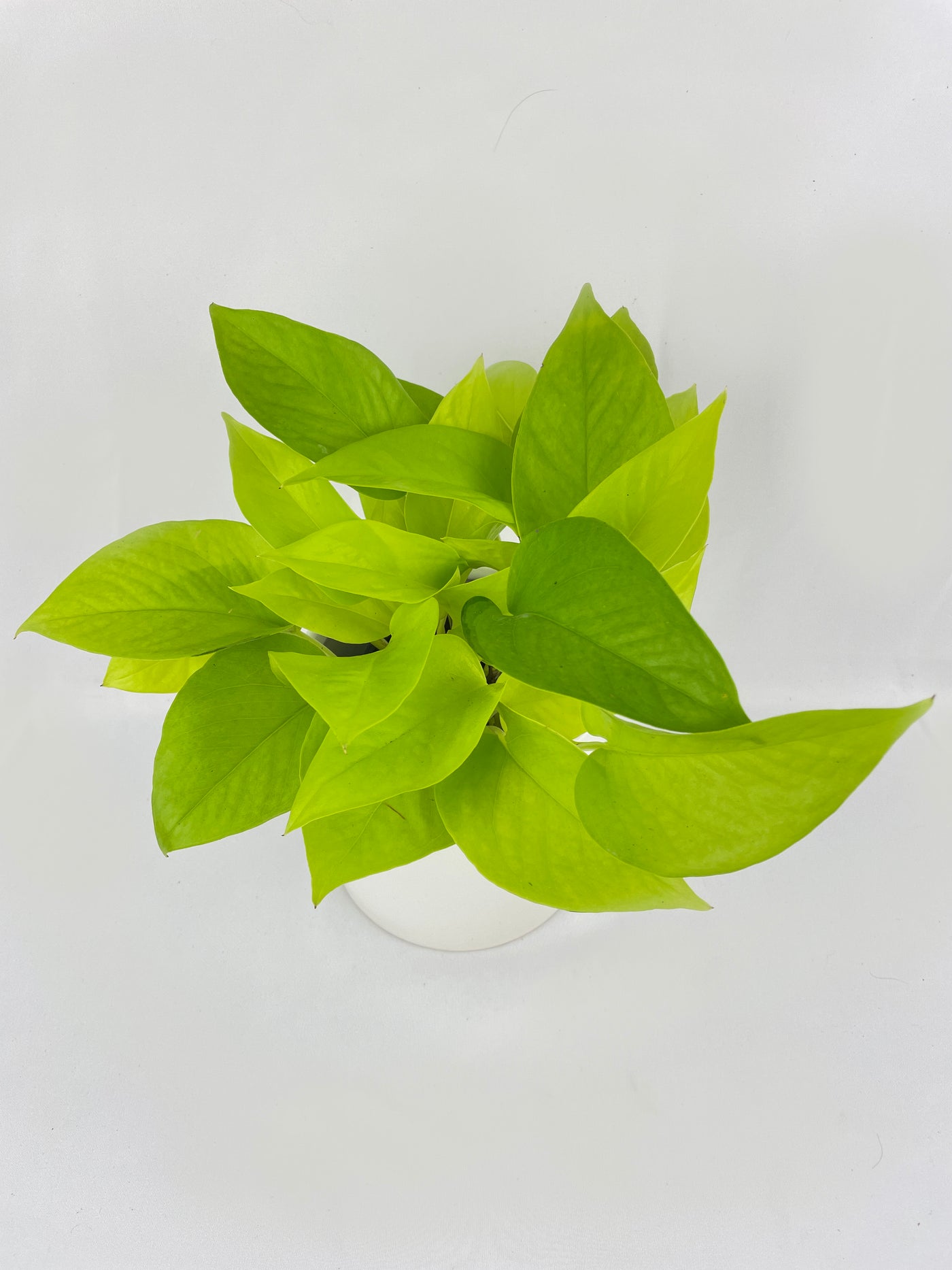 Neon Lemon Lime Pothos - Bumble Plants