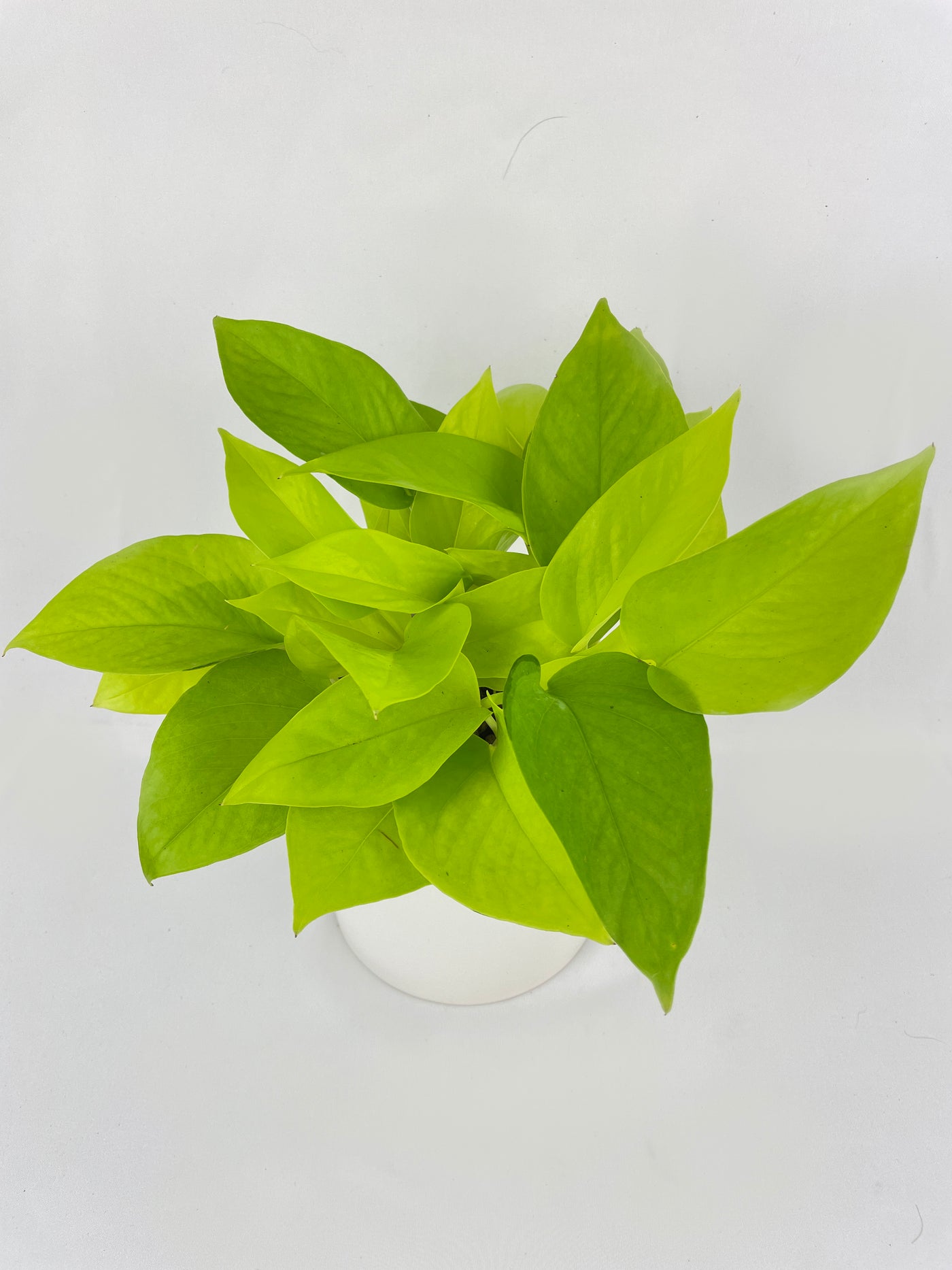 Neon Lemon Lime Pothos - Bumble Plants