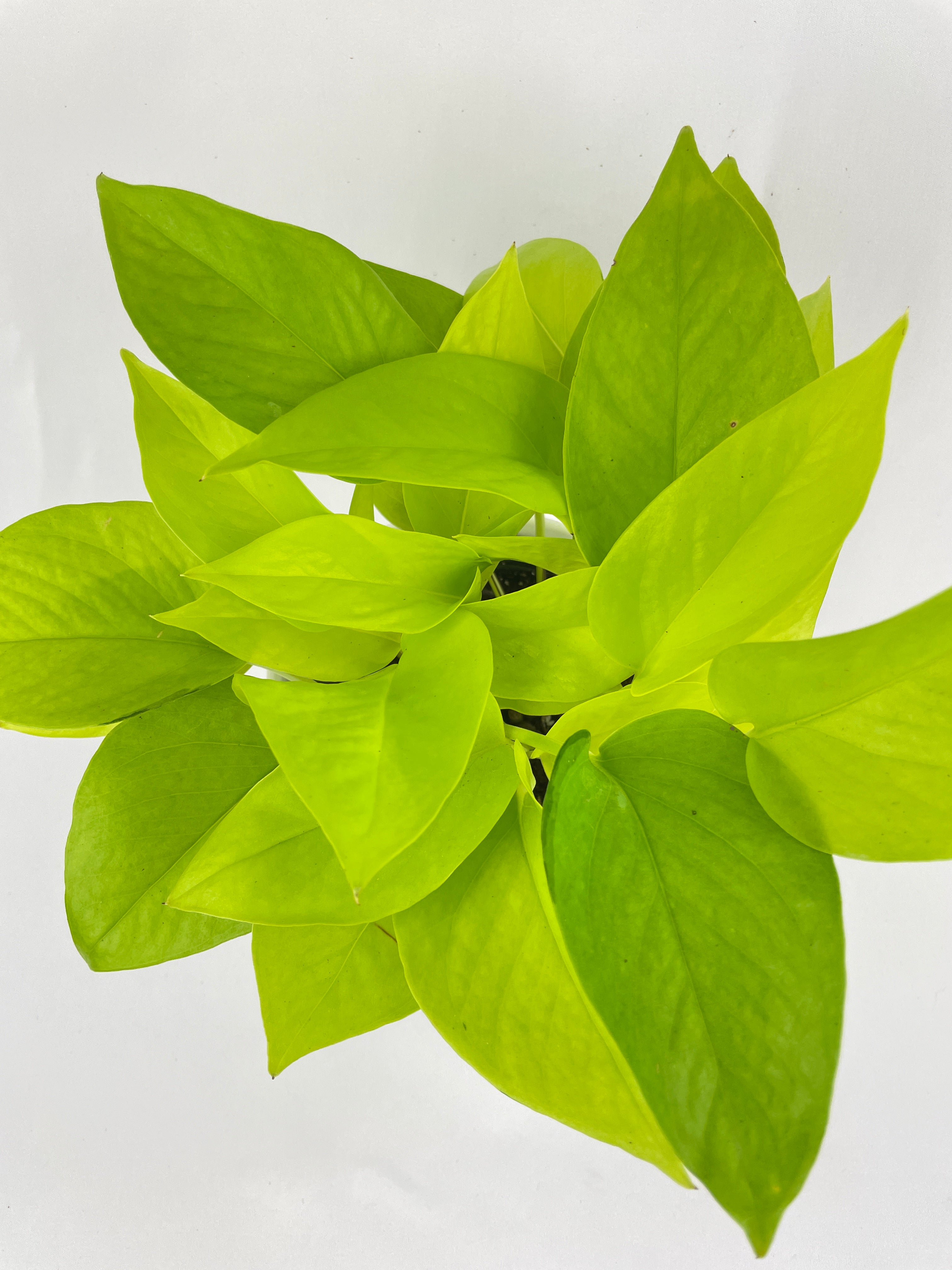 Neon Lemon Lime Pothos - Bumble Plants