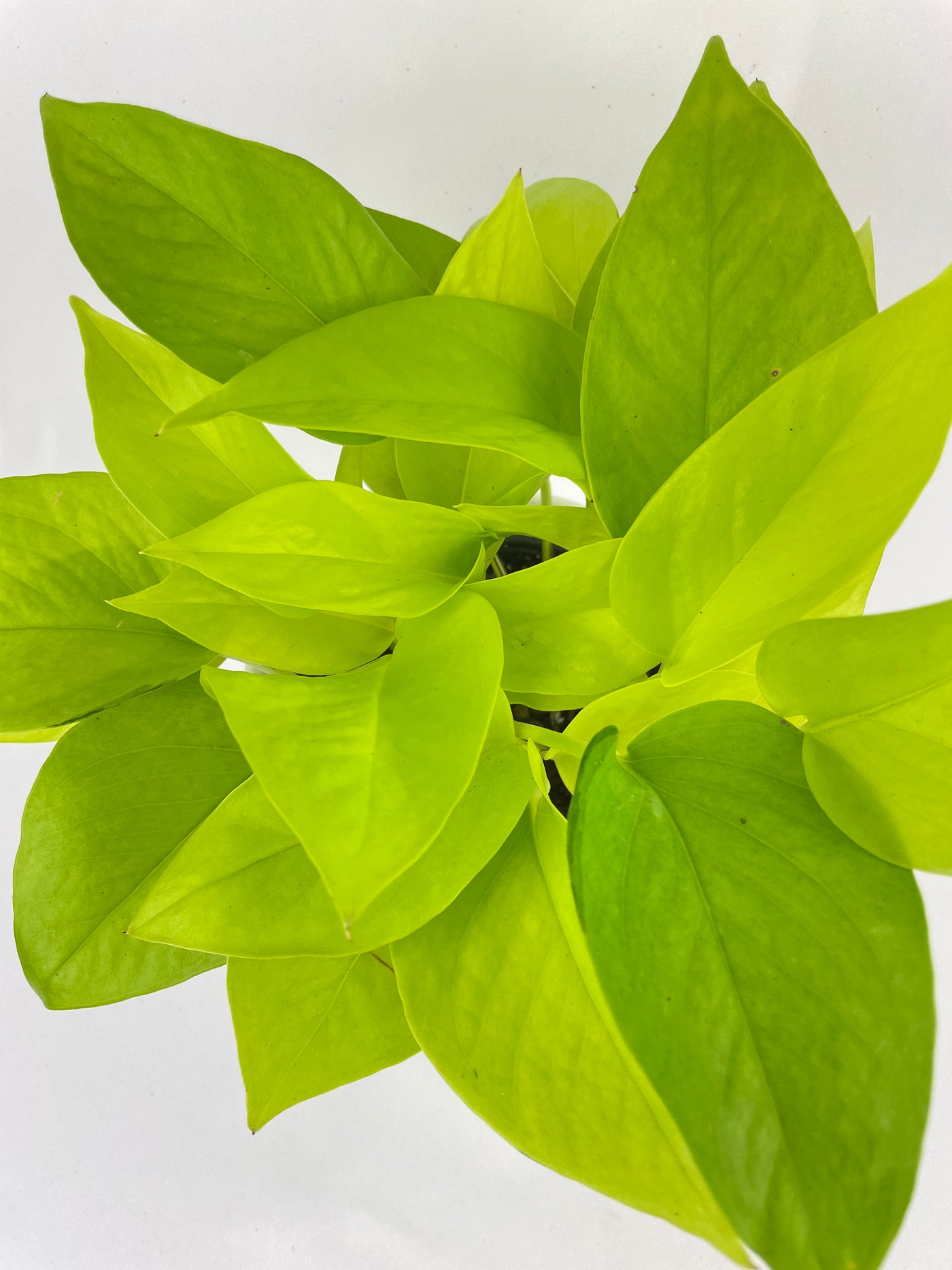 Neon Lemon Lime Pothos - Bumble Plants